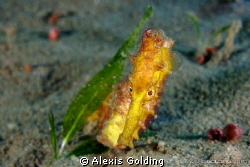 Yellow Sea Horse by Alexis Golding 